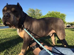 Staffordshire Bull Terrier Dogs for adoption in Phoenix , AZ, USA