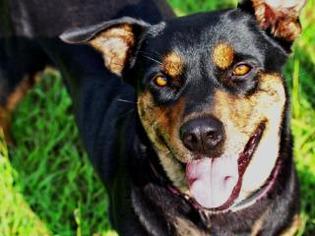Rottweiler Dogs for adoption in Claremore, OK, USA