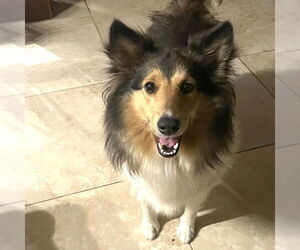 Mutt Dogs for adoption in Dublin, OH, USA