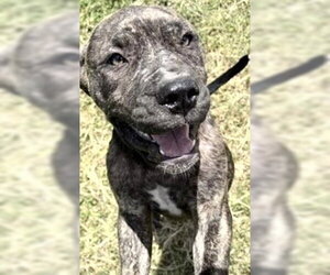 Plott Hound Dogs for adoption in Houston, TX, USA