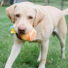 Labrador Retriever Dogs for adoption in Woodstock, IL, USA