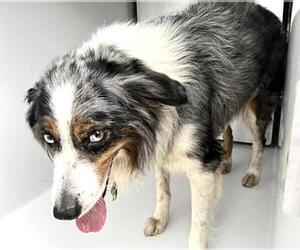 Australian Shepherd-Unknown Mix Dogs for adoption in Houston, TX, USA