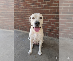 Mutt Dogs for adoption in Vail, AZ, USA