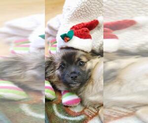Pekingese Dogs for adoption in Parlier, CA, USA