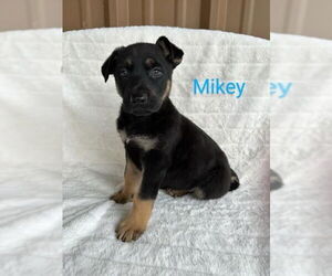 Doberman Pinscher-German Shepherd Dog Mix Dogs for adoption in Oak Bluffs, MA, USA