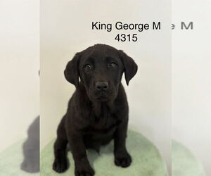 Labrador Retriever Dogs for adoption in Studio City, CA, USA