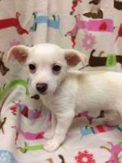 Jack Russell Terrier Dogs for adoption in Accident, MD, USA