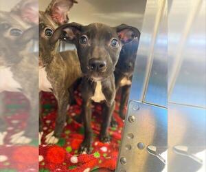 Mutt Dogs for adoption in Chula Vista, CA, USA