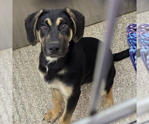 Mutt Dogs for adoption in Martinsburg, WV, USA