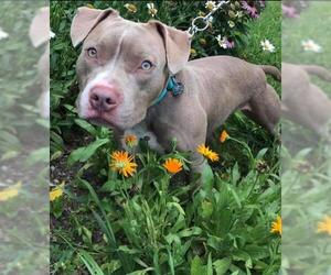 American Pit Bull Terrier Dogs for adoption in South Amana, IA, USA