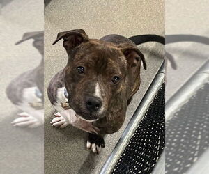 Boxer-Unknown Mix Dogs for adoption in Sterling, MA, USA