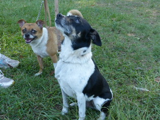 Jack Chi Dogs for adoption in Conway, SC, USA