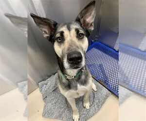 Gerberian Shepsky Dogs for adoption in Fairbanks, AK, USA
