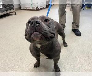 American Pit Bull Terrier Dogs for adoption in Oklahoma City, OK, USA