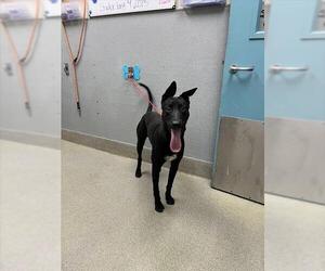 German Shepherd Dog-Unknown Mix Dogs for adoption in Las Vegas, NV, USA