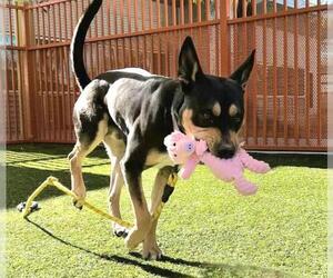 American Pit Bull Terrier-Unknown Mix Dogs for adoption in Las Vegas, NV, USA