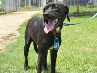 Lab-Pointer Dogs for adoption in Houston, TX, USA