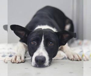 Border Collie-Unknown Mix Dogs for adoption in San Antonio, TX, USA