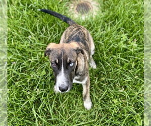German Shepherd Dog Dogs for adoption in Sugar Land, TX, USA