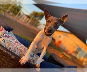 Jack-Rat Terrier Dogs for adoption in  Ramona, CA, USA