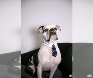 Boxer Dogs for adoption in Princeton, MN, USA