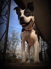 Medium Photo #1 Boxer-Unknown Mix Puppy For Sale in Decatur, GA, USA