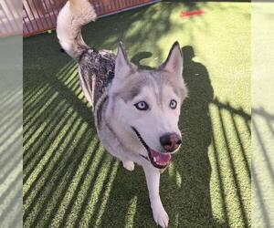 Siberian Husky-Unknown Mix Dogs for adoption in Las Vegas, NV, USA