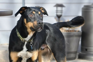 Boxweiler Dogs for adoption in Littelton, CO, USA