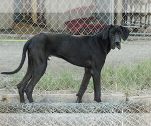 Great Dane Dogs for adoption in El Centro, CA, USA