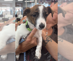 Jack Russell Terrier-Unknown Mix Dogs for adoption in Decatur, GA, USA