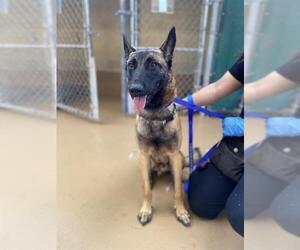 Mutt Dogs for adoption in Chula Vista, CA, USA