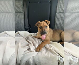 Mutt Dogs for adoption in Dana Point, CA, USA