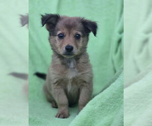 Chihuahua-Unknown Mix Dogs for adoption in House Springs, MO, USA