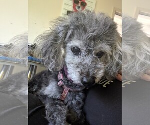 Poodle (Miniature) Dogs for adoption in San Francisco, CA, USA