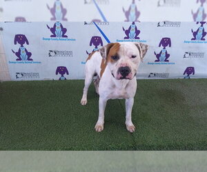 Mutt Dogs for adoption in Orlando, FL, USA