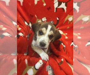 Beagle-Unknown Mix Dogs for adoption in Holly Springs, NC, USA