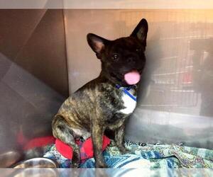 Frenchie Pug Dogs for adoption in Pierceton , IN, USA