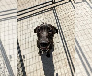 Labrador Retriever-Unknown Mix Dogs for adoption in Mount Carmel, IL, USA