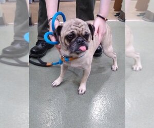 Pug Dogs for adoption in Upland, CA, USA