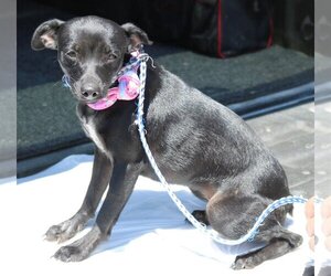 Italian Greyhuahua Dogs for adoption in Bandera, TX, USA