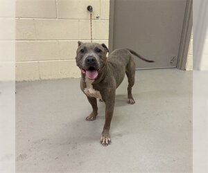 Mutt Dogs for adoption in Sanford, FL, USA