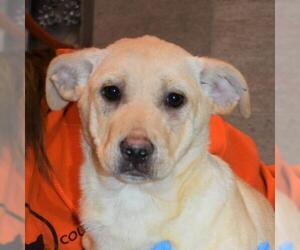 Labrador Retriever Dogs for adoption in Nashville, IN, USA