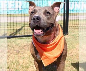 American Staffordshire Terrier-Unknown Mix Dogs for adoption in San Antonio, TX, USA