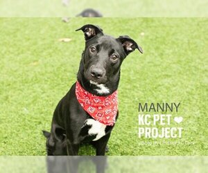 Mutt Dogs for adoption in Kansas City, MO, USA