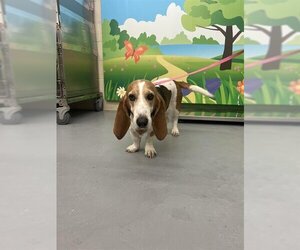 Basset Hound Dogs for adoption in Waco, TX, USA