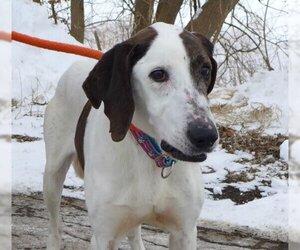 Treeing Walker Coonhound Dogs for adoption in Batavia, NY, USA