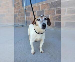 Jack Russell Terrier Dogs for adoption in Fort Collins, CO, USA