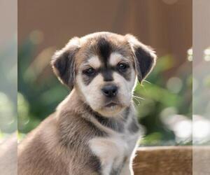 Labrador Retriever-Unknown Mix Dogs for adoption in San Diego, CA, USA