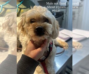 Mal-Shi Dogs for adoption in Studio City, CA, USA
