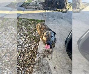 American Staffordshire Terrier Dogs for adoption in San Antonio, TX, USA